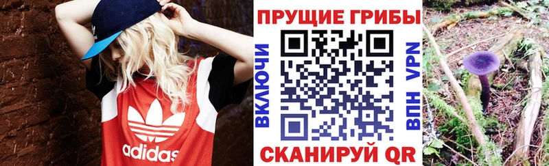 Псилоцибиновые грибы GOLDEN TEACHER  даркнет официальный сайт  Городище 